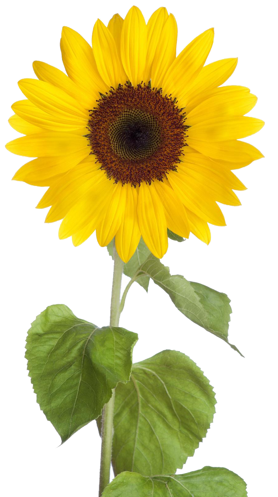 Sunflower free sunflower clip art images black and white ...