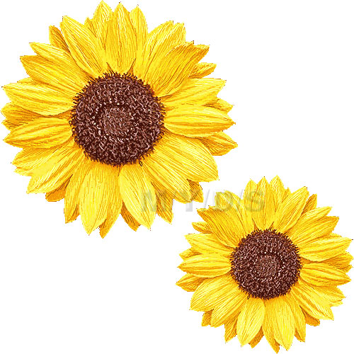 Sunflower  free sunflower clipart free clip art image 8