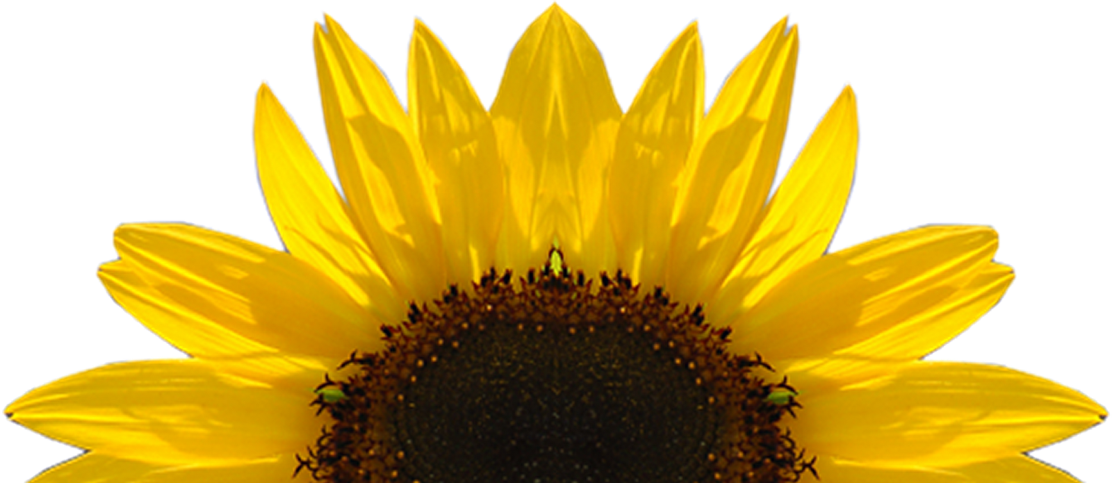 Sunflower  free sunflower clipart half pencil and in color sunflower
