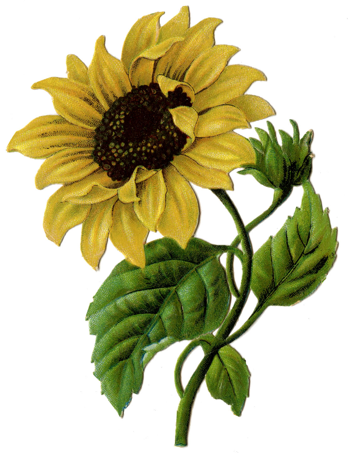 Sunflower  free vintage graphic beautiful sunflower 2 the graphics fairy clip art